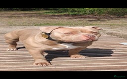 Amerikaanse Bully honden ter dekking: American bully ter dekking aangeboden - Advertentie 6