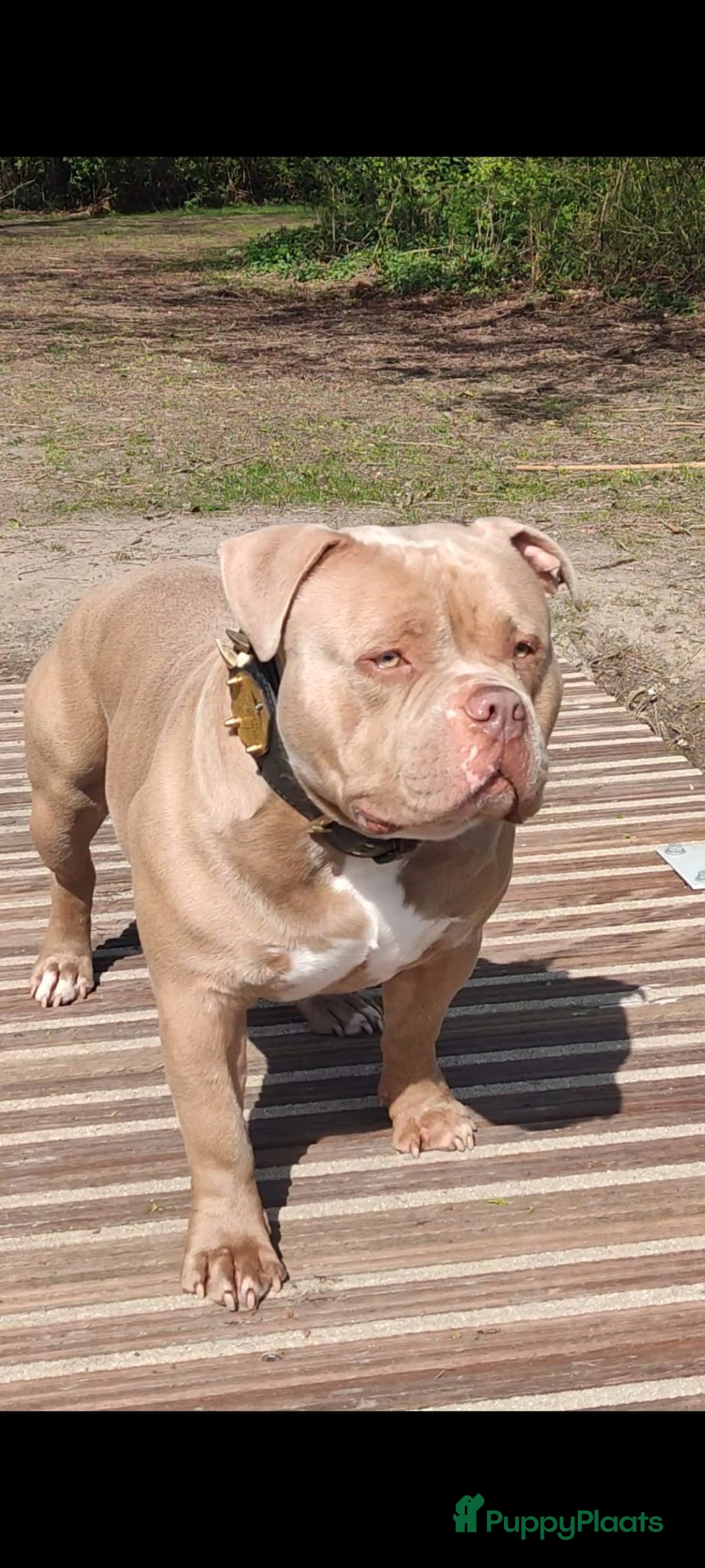 Amerikaanse Bully honden ter dekking: American bully ter dekking aangeboden - Advertentie 6