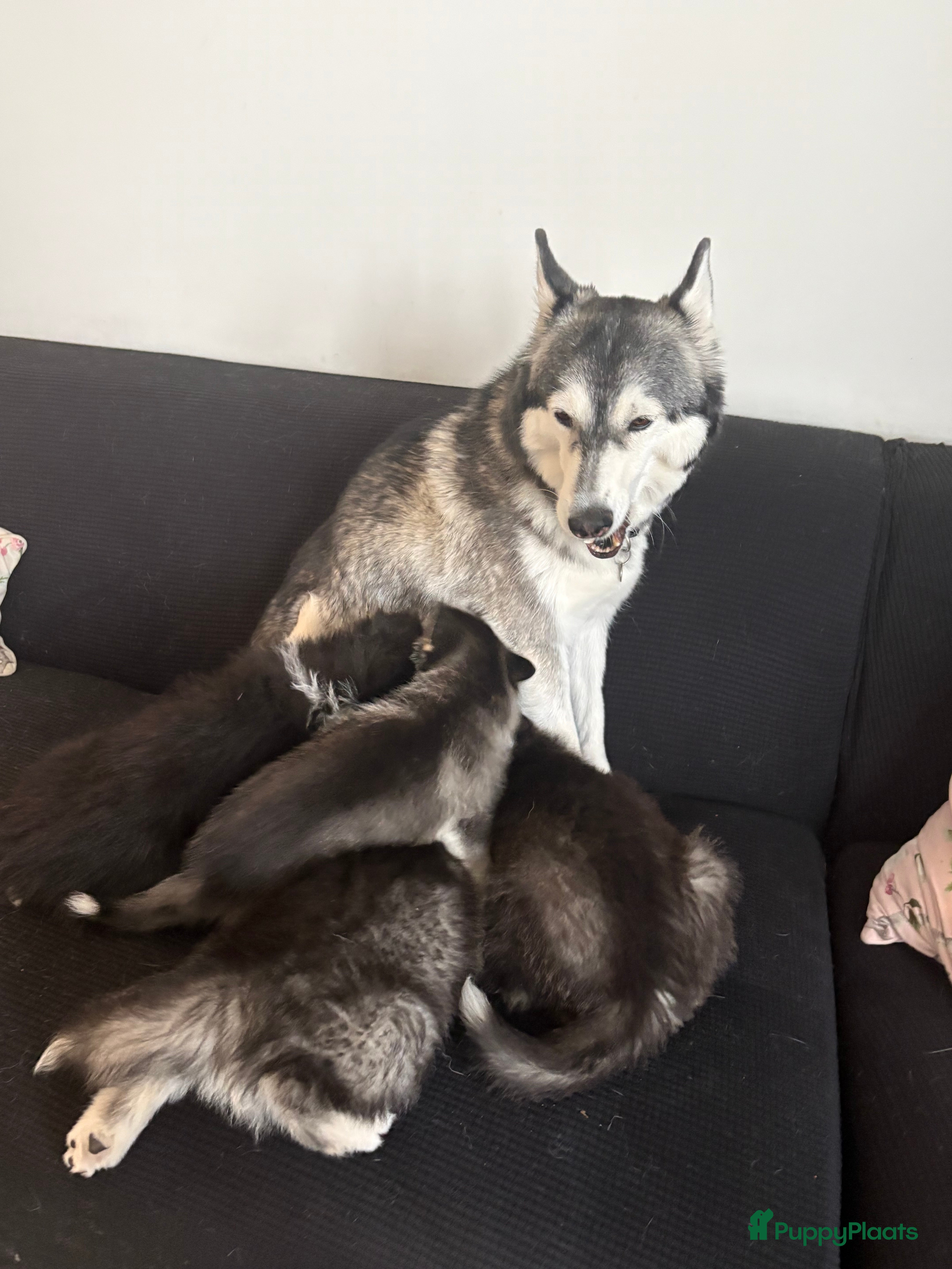 Pomsky honden te koop: pomsky F1 puppy’s mogen het nest verlaten in Geertruidenberg - Advertentie 2