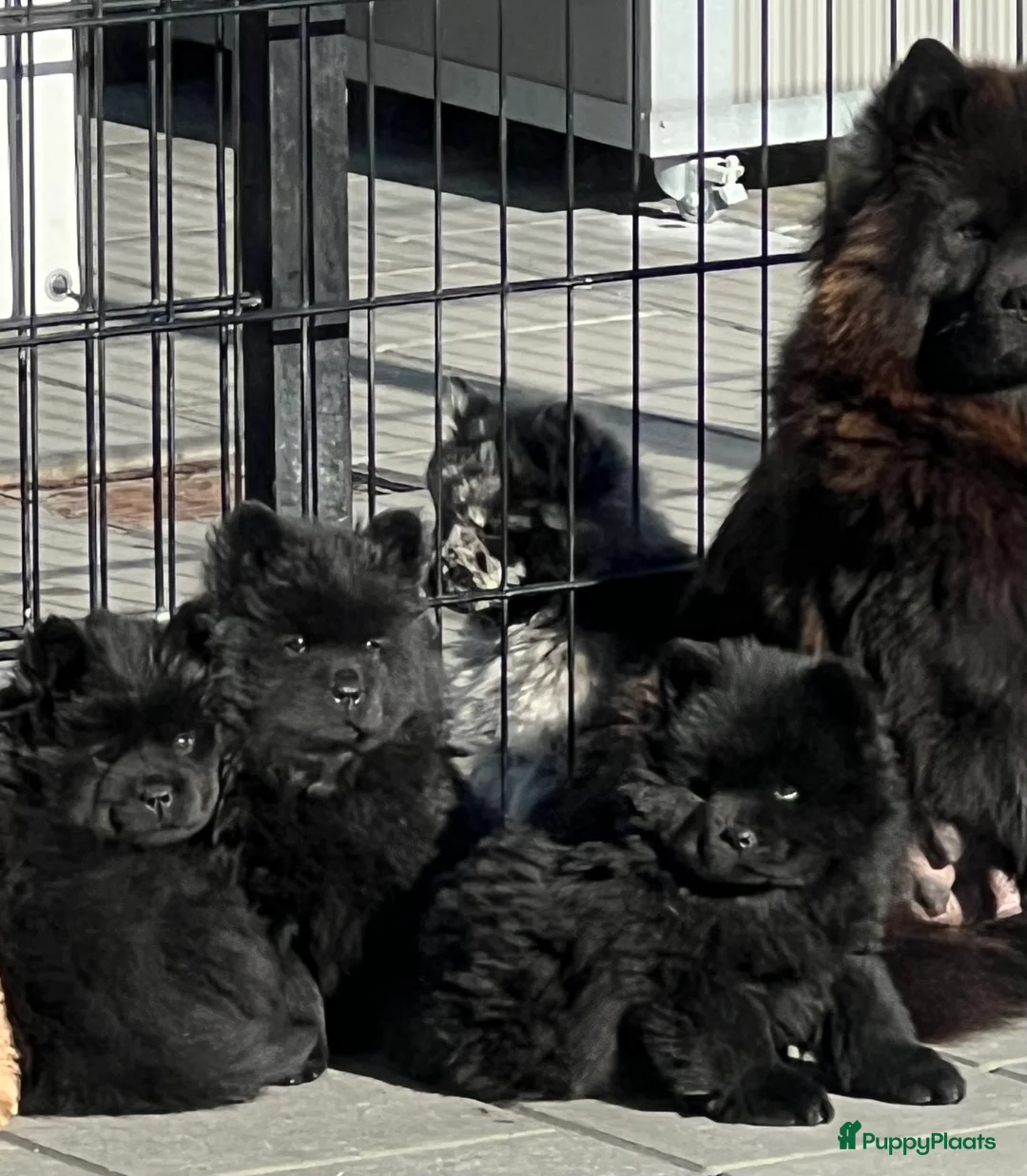 Chow Chow honden te koop: Chow Chow pups teefjes zwart - Advertentie 3