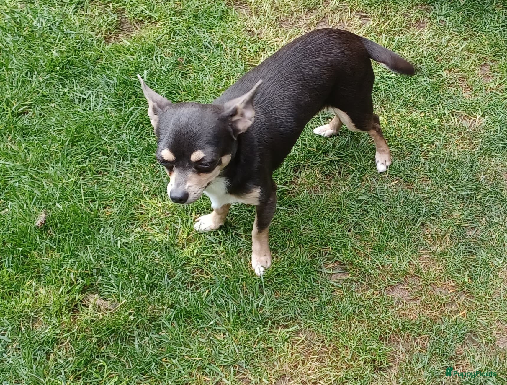 Chihuahua honden chihuahua - Advertentie 5