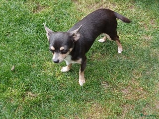 Chihuahua honden chihuahua - Advertentie 1