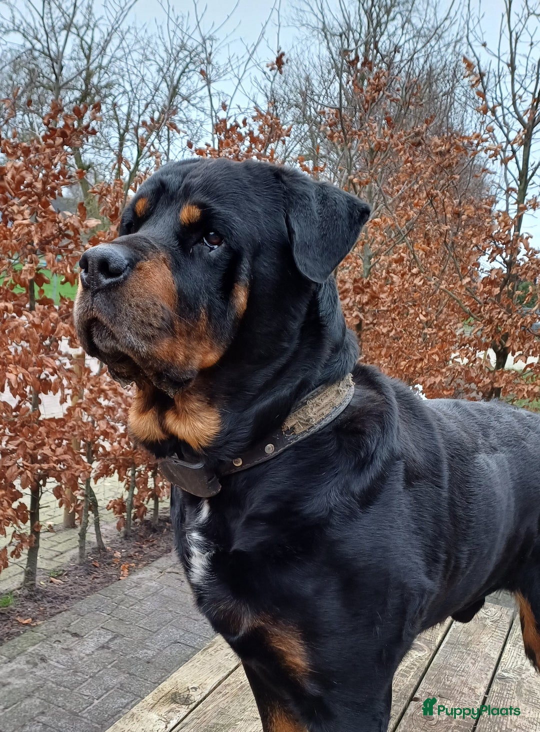Rottweiler honden te koop: Mooie lieve rottweilerpups - Advertentie 7