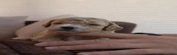 Australian Labradoodle honden te koop: Prachtig nestje Australian Labradoodles  - Advertentie 5