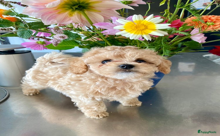 Poedel Toy honden - Advertentie 16