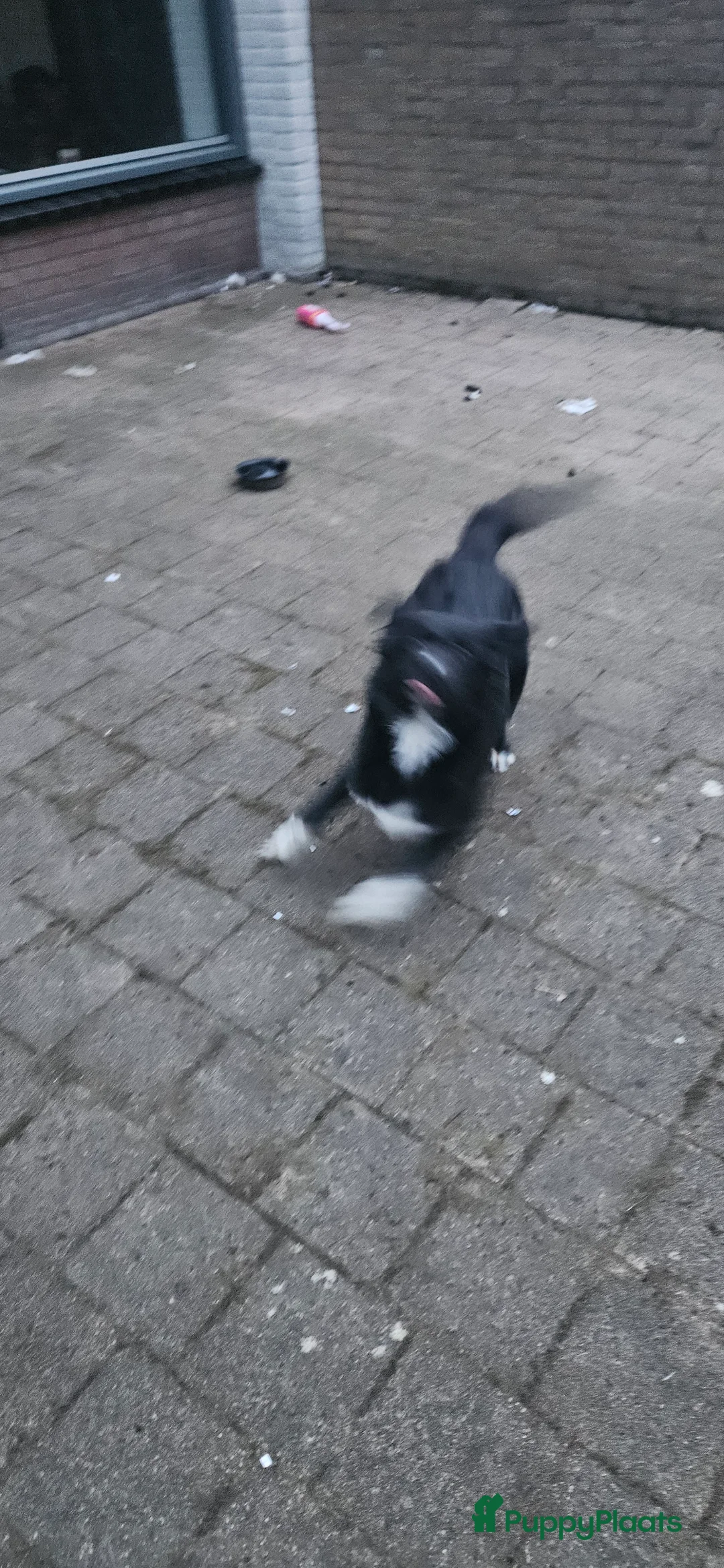 Kruising honden te koop: Hele lieve pup - Advertentie 2