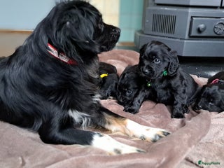 Kruising honden Kr Engelse cockerspaniel pups.Type Cockapoo - Advertentie 1