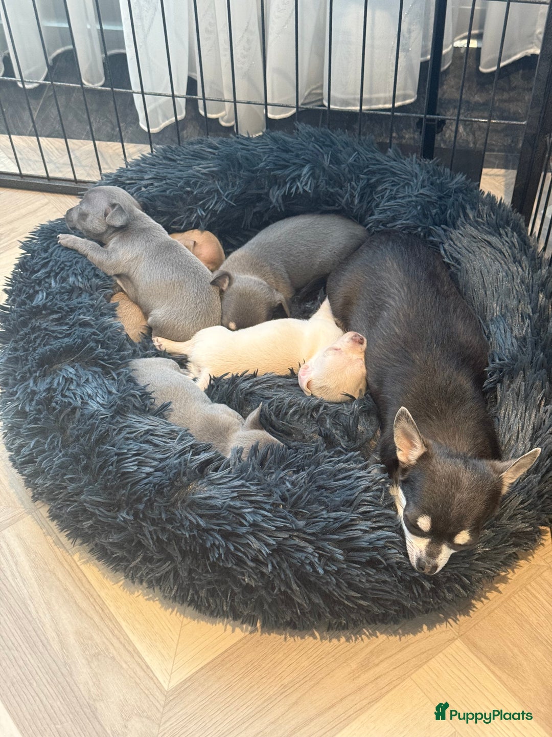 Chihuahua honden te koop: Te koop chihuahua pups - Advertentie 9