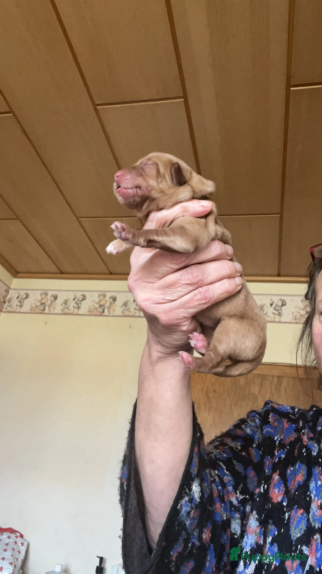 Hovawart honden te koop: Hovawart-puppy's met stamboom  - Advertentie 2