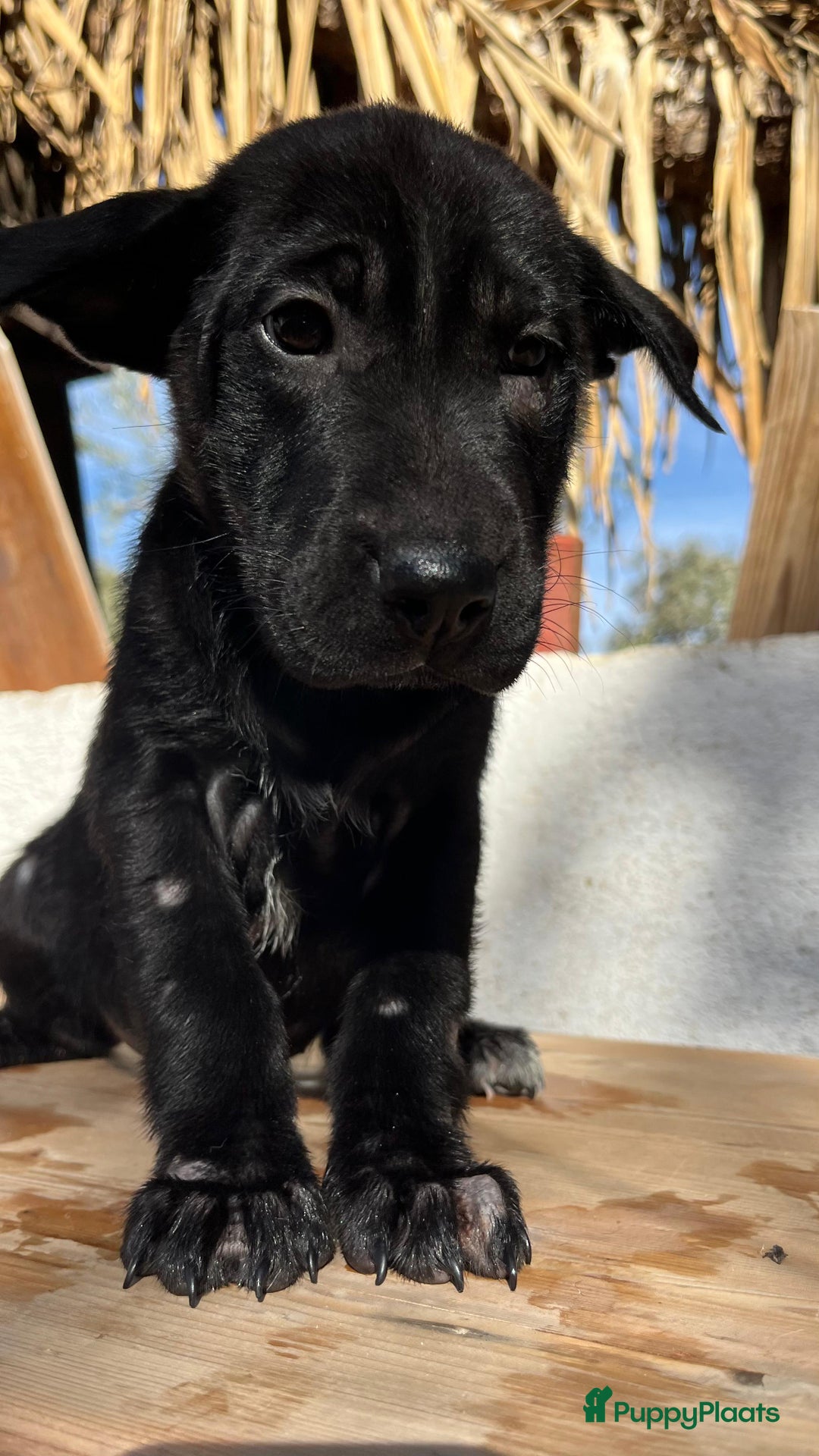 Kruising honden ter adoptie: gisela   deze lieverd wil zo graag een baasje  - Advertentie 4