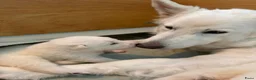 Zwitserse Witte Herdershond honden te koop: Zwitserse witte herder pups - Advertentie 18