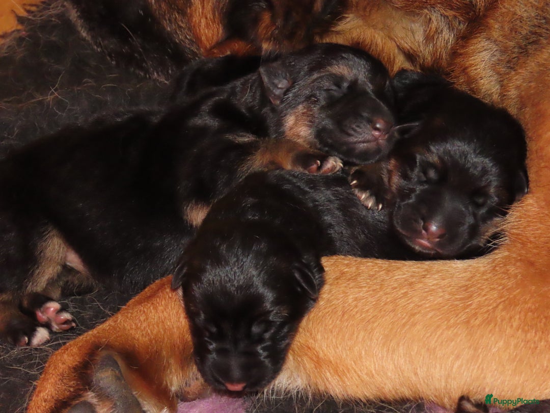 Duitse Herder honden te koop: Duitse herder pups - Advertentie 3
