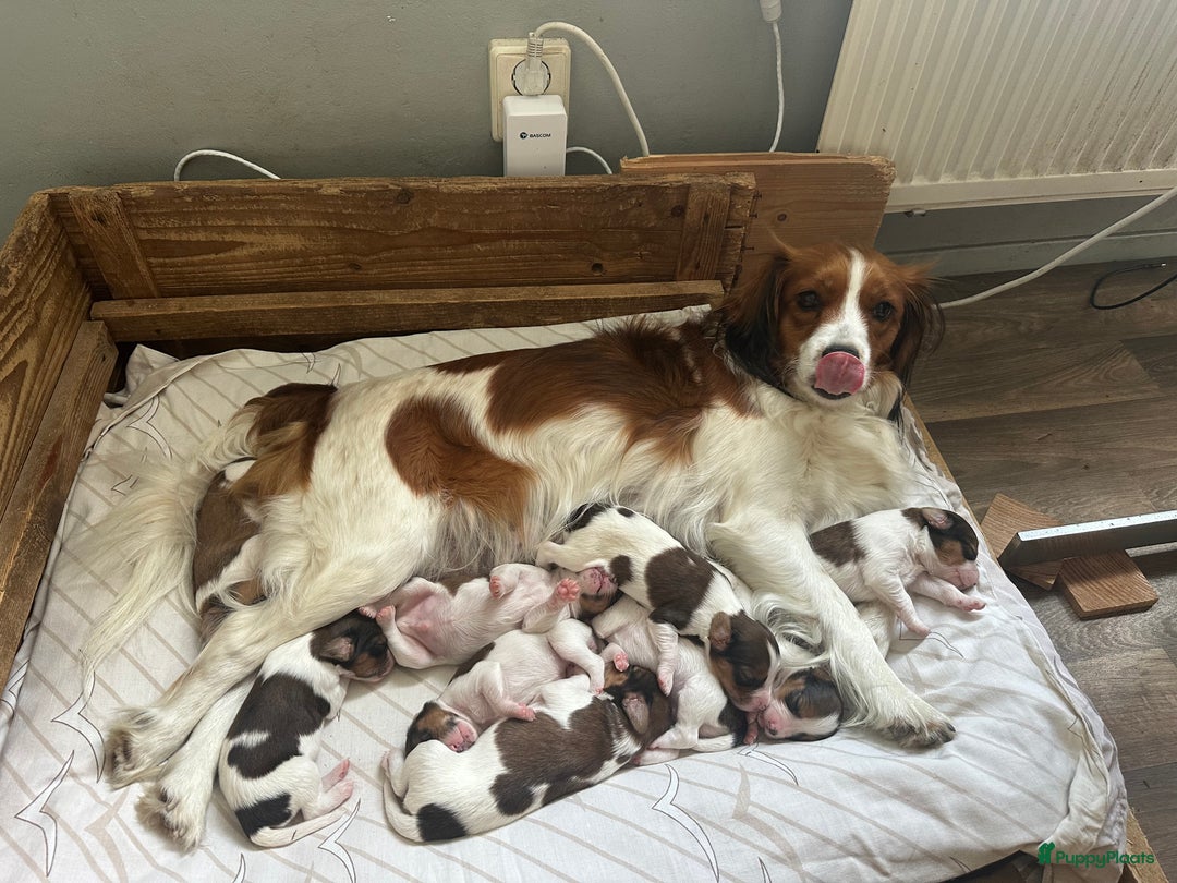 Kooikerhondje honden te koop: Kooiker pups  - Afbeelding 5