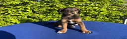 Labradoodle honden te koop: Doodle Pups - Advertentie 10