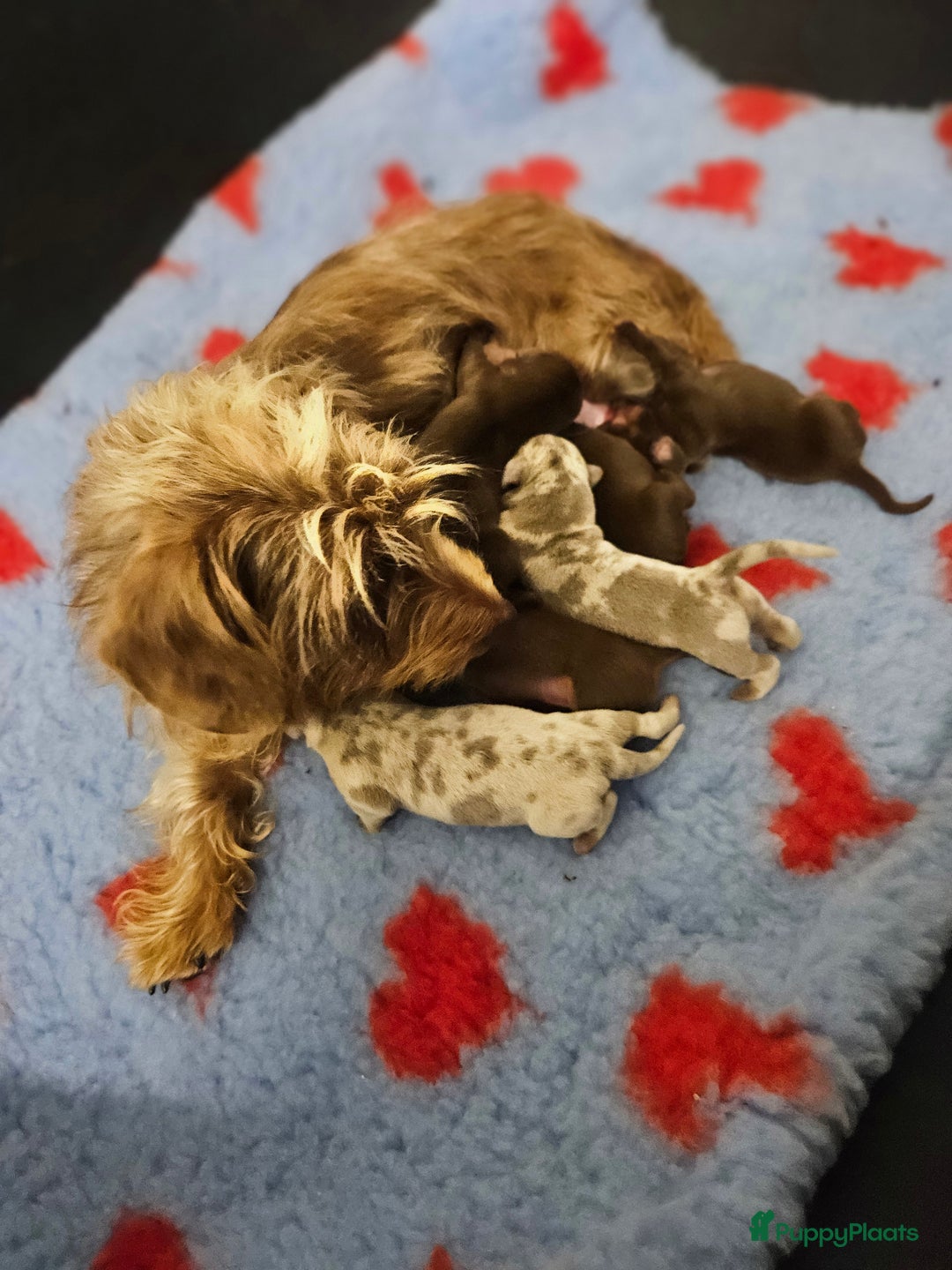 Teckel (korthaar)  honden te koop: De allermooiste dwergteckel pupjes!! - Afbeelding 1