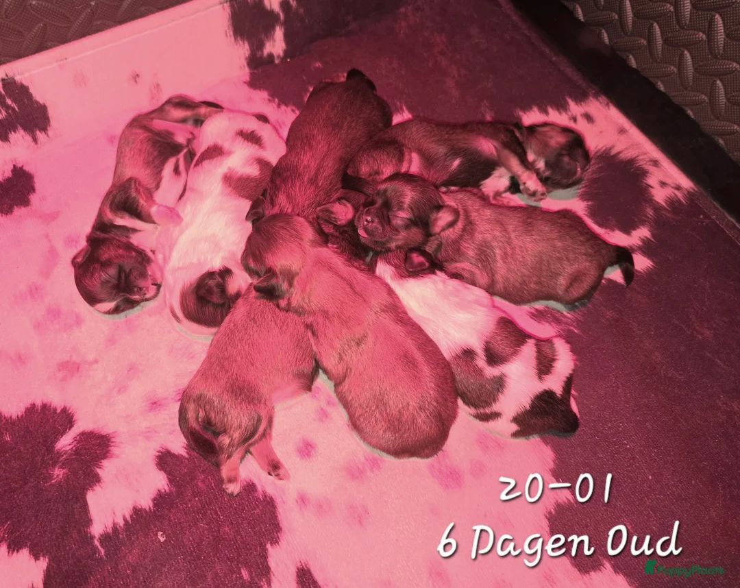 Kruising honden te koop: Boomer pups 14-1 geboren (Shih-Tzu x Boomer) - Advertentie 4