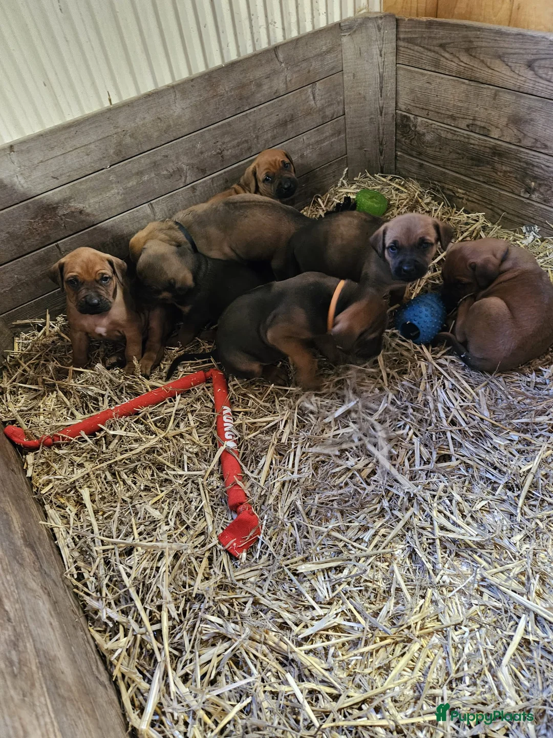 Kruising honden te koop: Mooie lieve pups kruising x Rhodesian Ridgeback in Kesteren - Advertentie 2