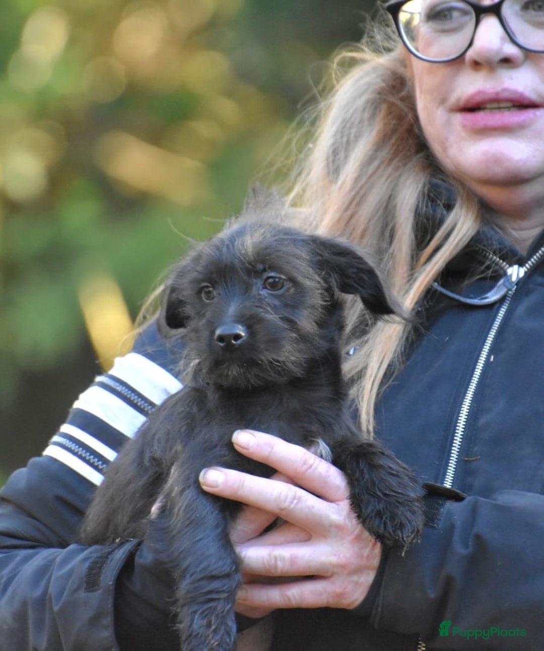 Boomer honden te koop: Super leuke zeer vrije Boomer pups - Advertentie 17