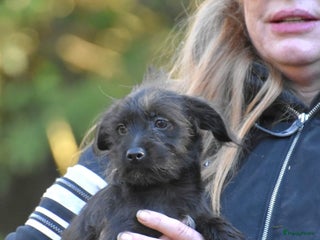 Boomer honden Super leuke zeer vrije Boomer pups - Advertentie 6