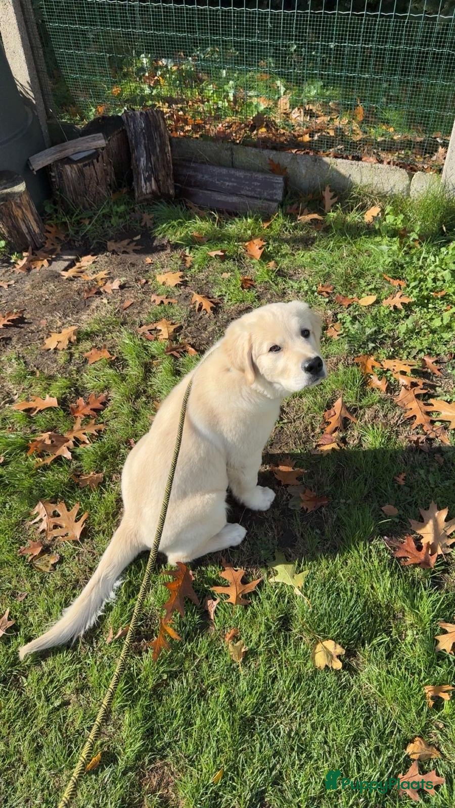 Golden Retriever honden Golden retriever pup - Lucky - Advertentie 1