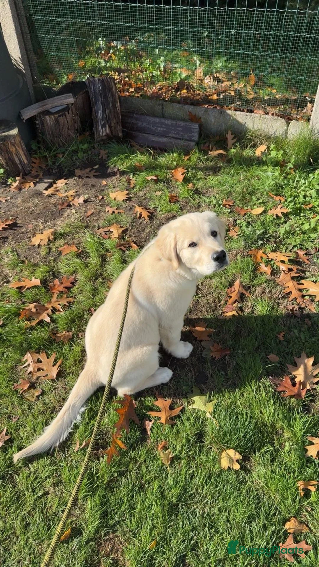 Golden Retriever honden te koop: Golden retriever pup - Lucky - Advertentie 1