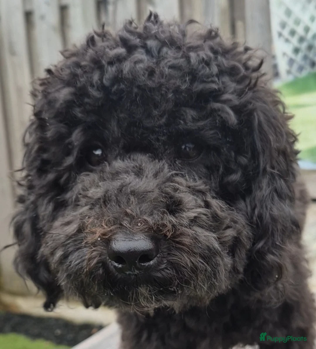 Poedel Toy honden ter dekking: Lillo superlieve toypoedel. Mooie, fluffy dekreu💙 - Advertentie 8