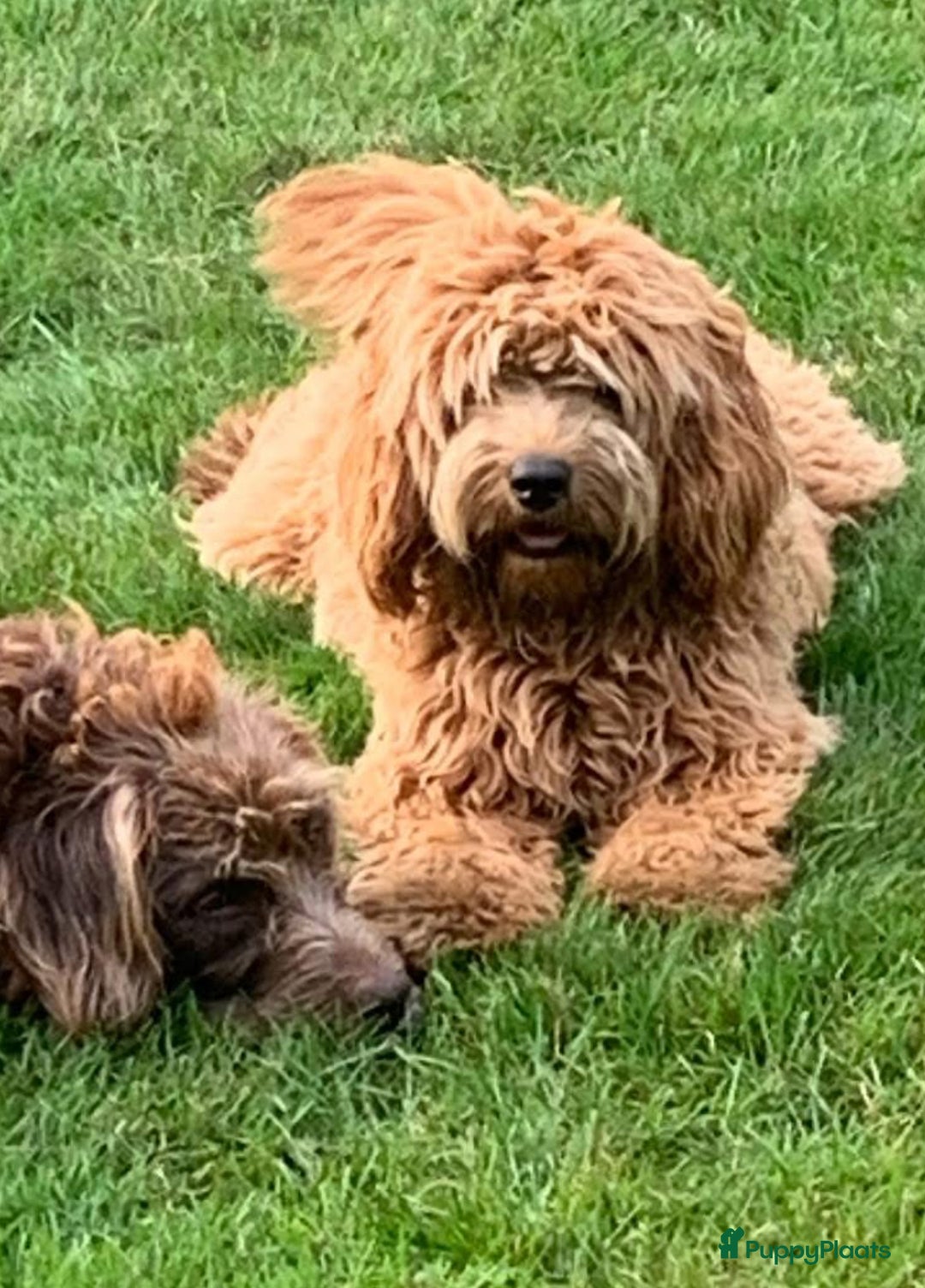 Labradoodle honden te koop: Kleine medium labradoodle F1 pups  - Advertentie 8