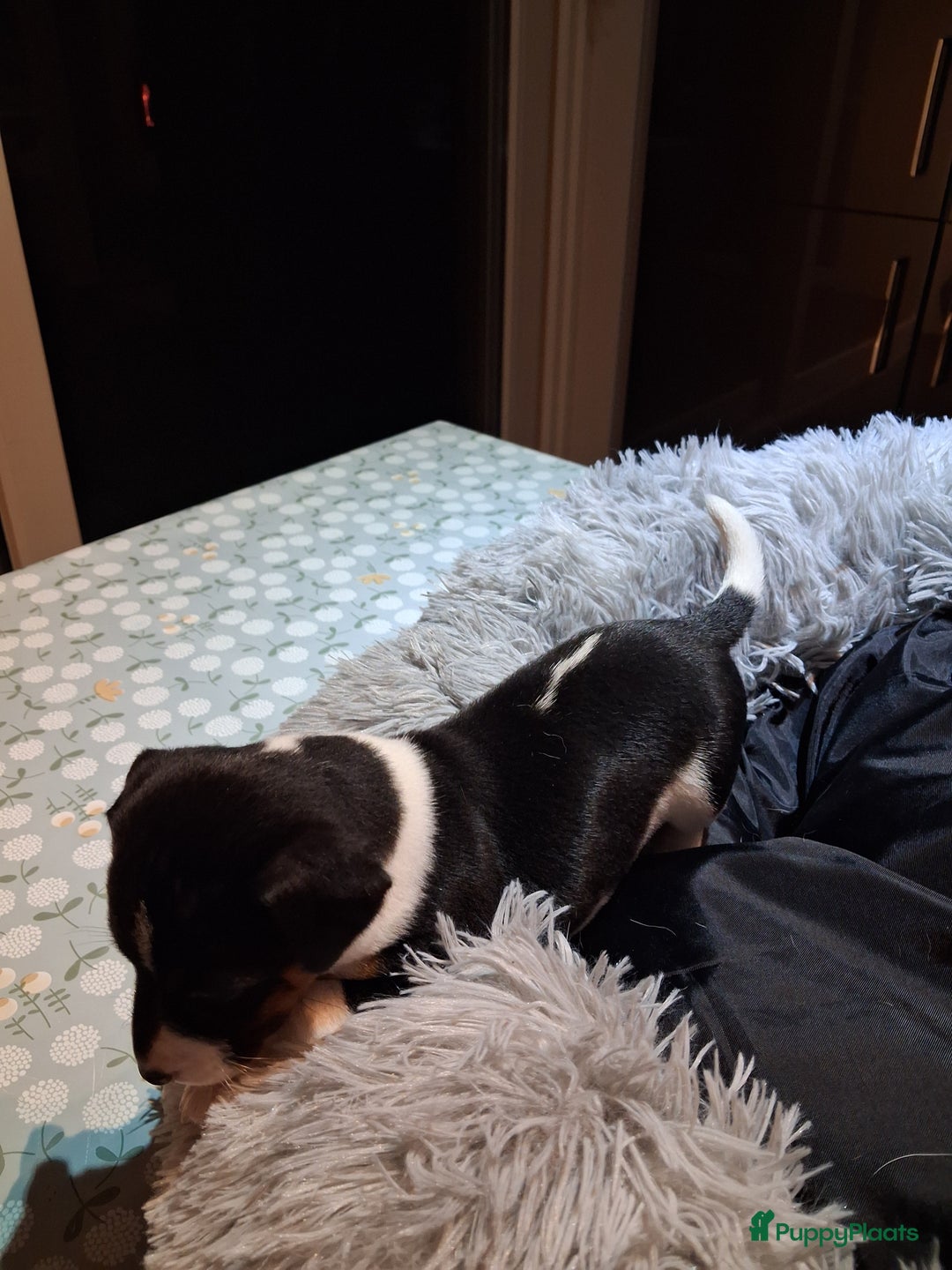 Jack Russel Terriër honden te koop: Jack russelpups opgevoed in gezin met 2 kids - Advertentie 4