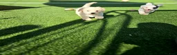 Kruising honden te koop: Lieve labradoodle / maltipoo pups in Zundert - Advertentie 6