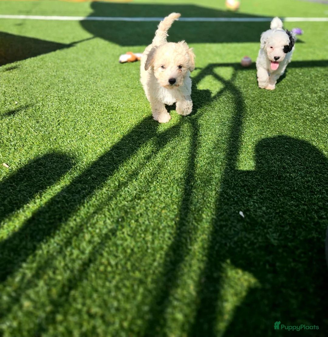 Kruising honden te koop: Lieve labradoodle / maltipoo pups in Zundert - Advertentie 6