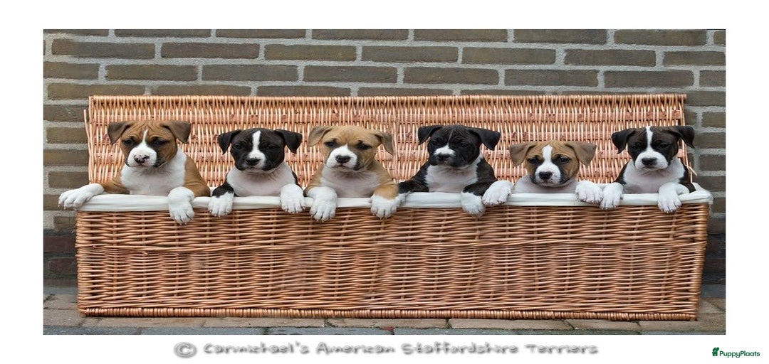 Galerij afbeelding {{count}}