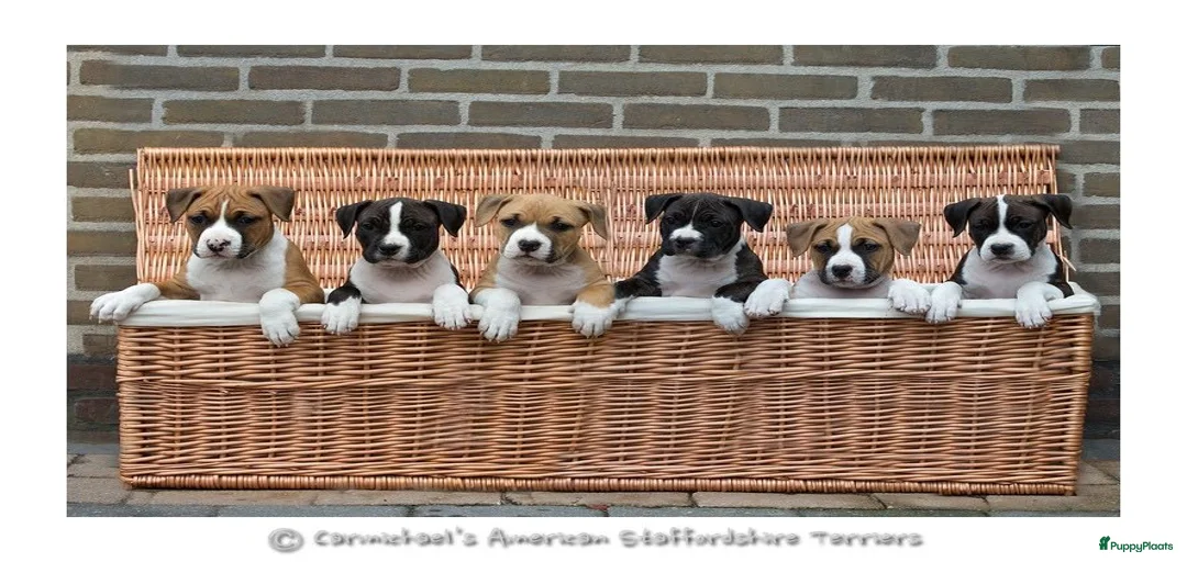 Galerij afbeelding {{count}}