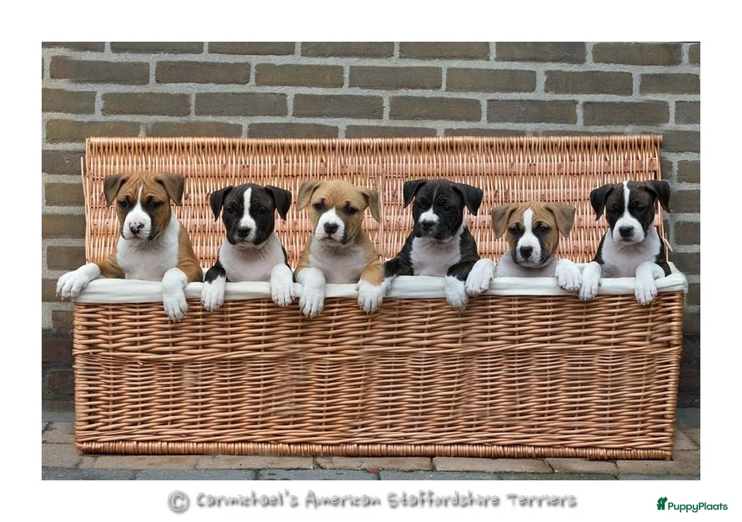 Galerij afbeelding {{count}}