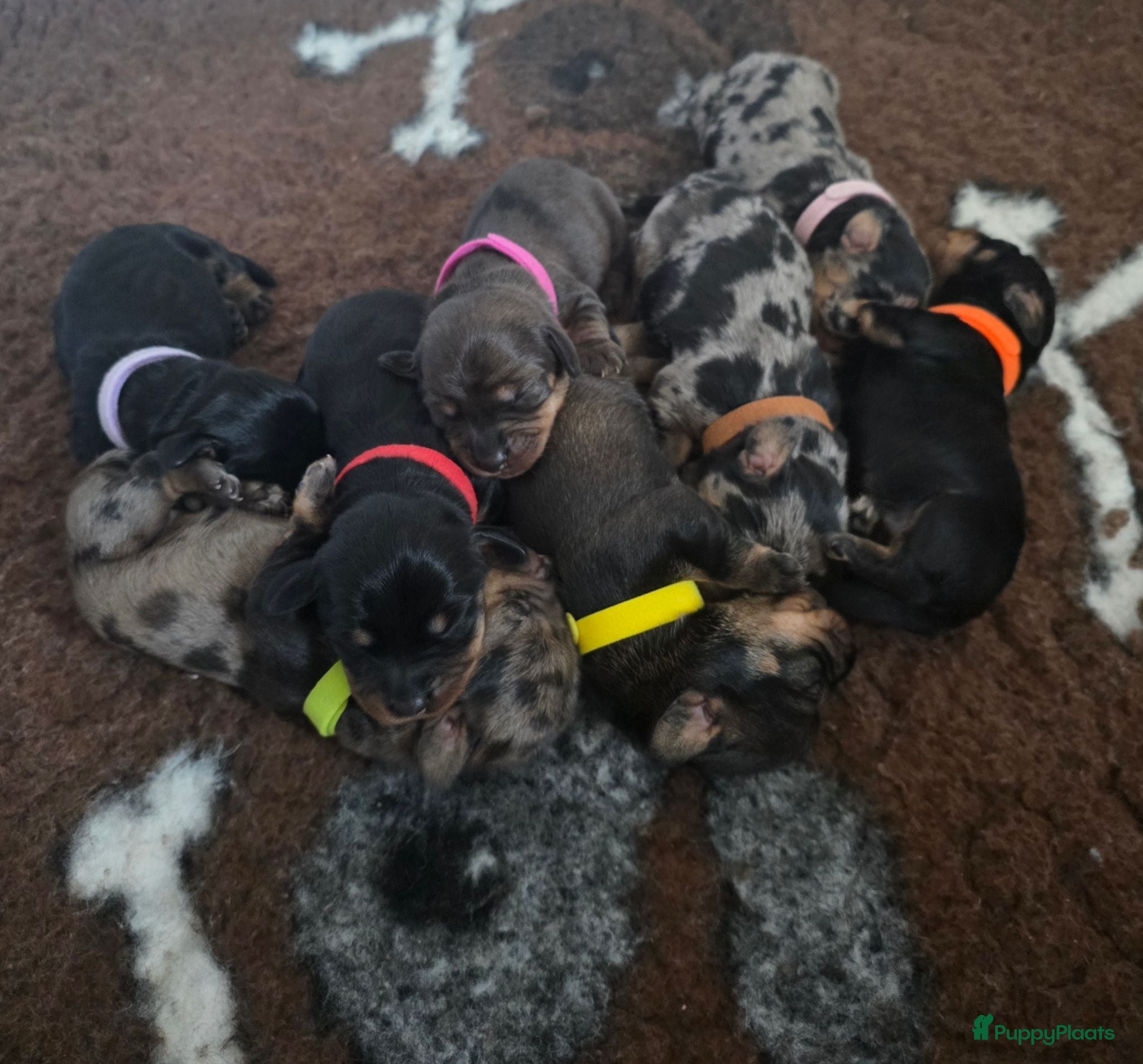 Ruwhaar Teckel honden Standaard Ruwharige Teckelpups met FCI stamboom  - Advertentie 6
