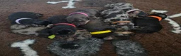 Ruwhaar Teckel honden te koop: Standaard Ruwharige Teckelpups met FCI stamboom  - Advertentie 1