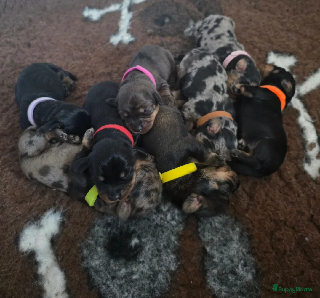 Ruwhaar Teckel honden te koop: Standaard Ruwharige Teckelpups met FCI stamboom  - Advertentie 1