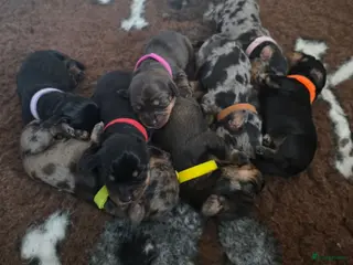Ruwhaar Teckel honden Standaard Ruwharige Teckelpups met FCI stamboom - Advertentie 6