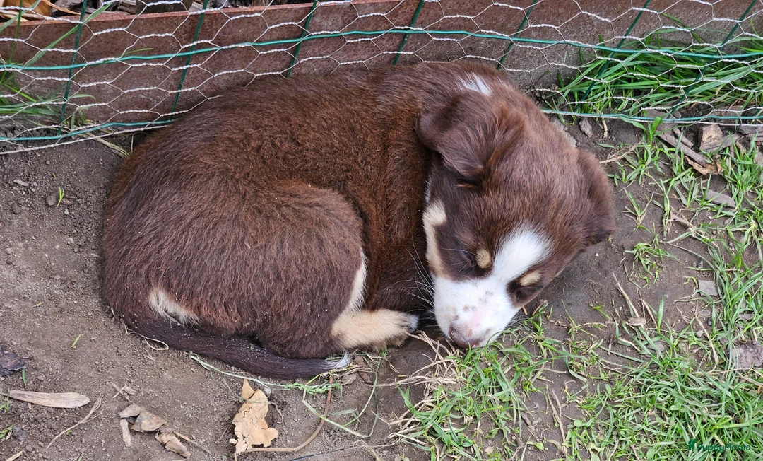 Australian Shepherd honden te koop: Prachtige mini Australian shepherd pups  - Advertentie 2
