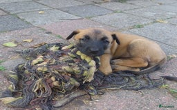 Mechelse Herder honden te koop: Puppy's Mechelse herder - mogen naar nieuw huisje - Afbeelding 13