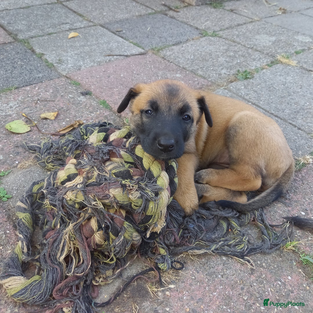 Mechelse Herder honden te koop: Puppy's Mechelse herder - mogen naar nieuw huisje - Afbeelding 13