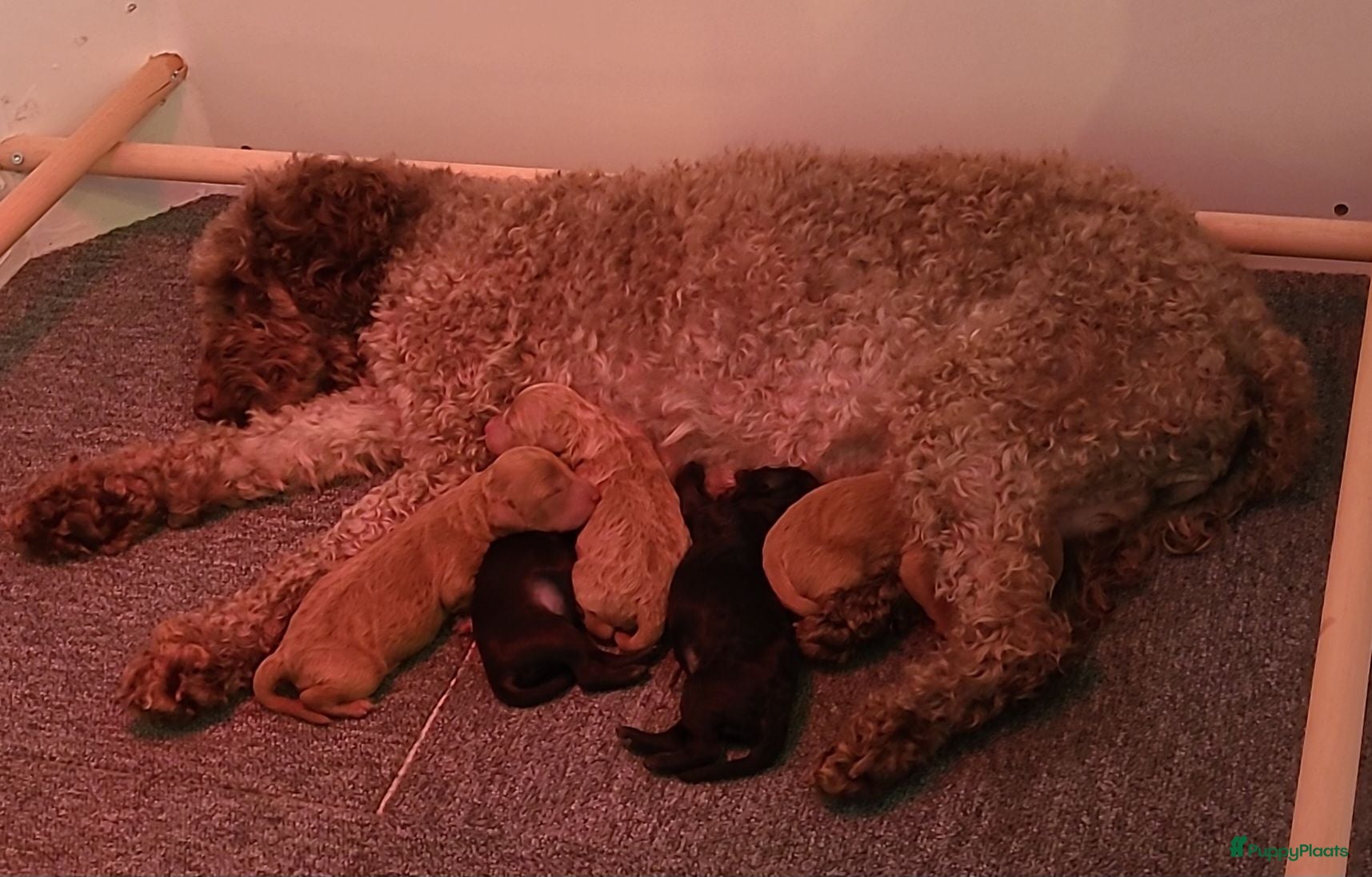 Kruising honden mini labradoodle pups - Advertentie 18