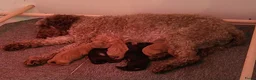 Kruising honden te koop: mini labradoodle pups - Advertentie 1