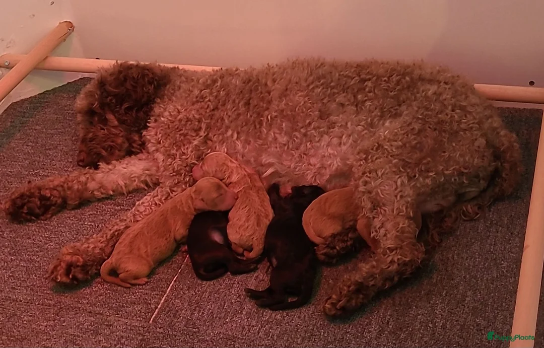Kruising honden te koop: mini labradoodle pups - Advertentie 1
