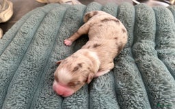 Australian Shepherd honden te koop: Prachtige Aussie Pups in Hulten - Afbeelding 10