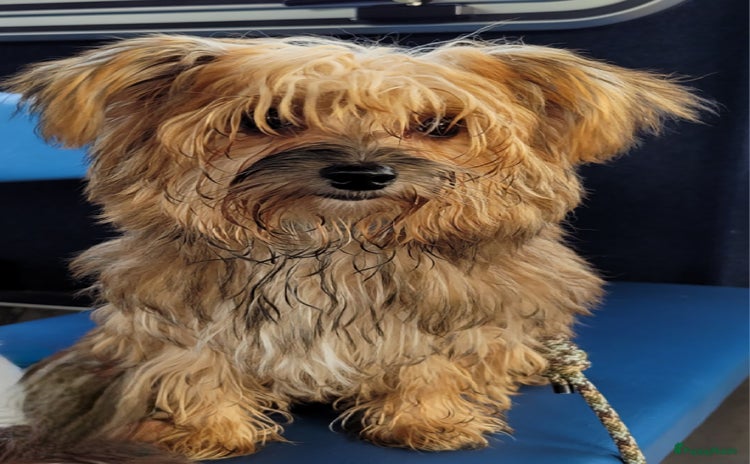 Yorkshire Terriër honden - Advertentie 3