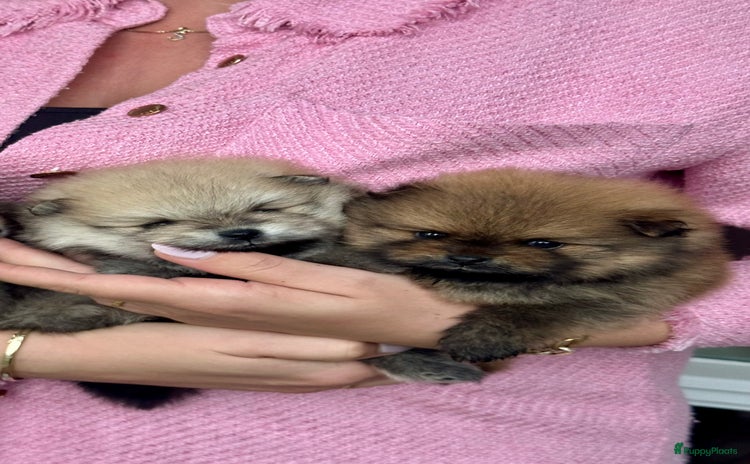 Pomeriaan honden - Advertentie 1