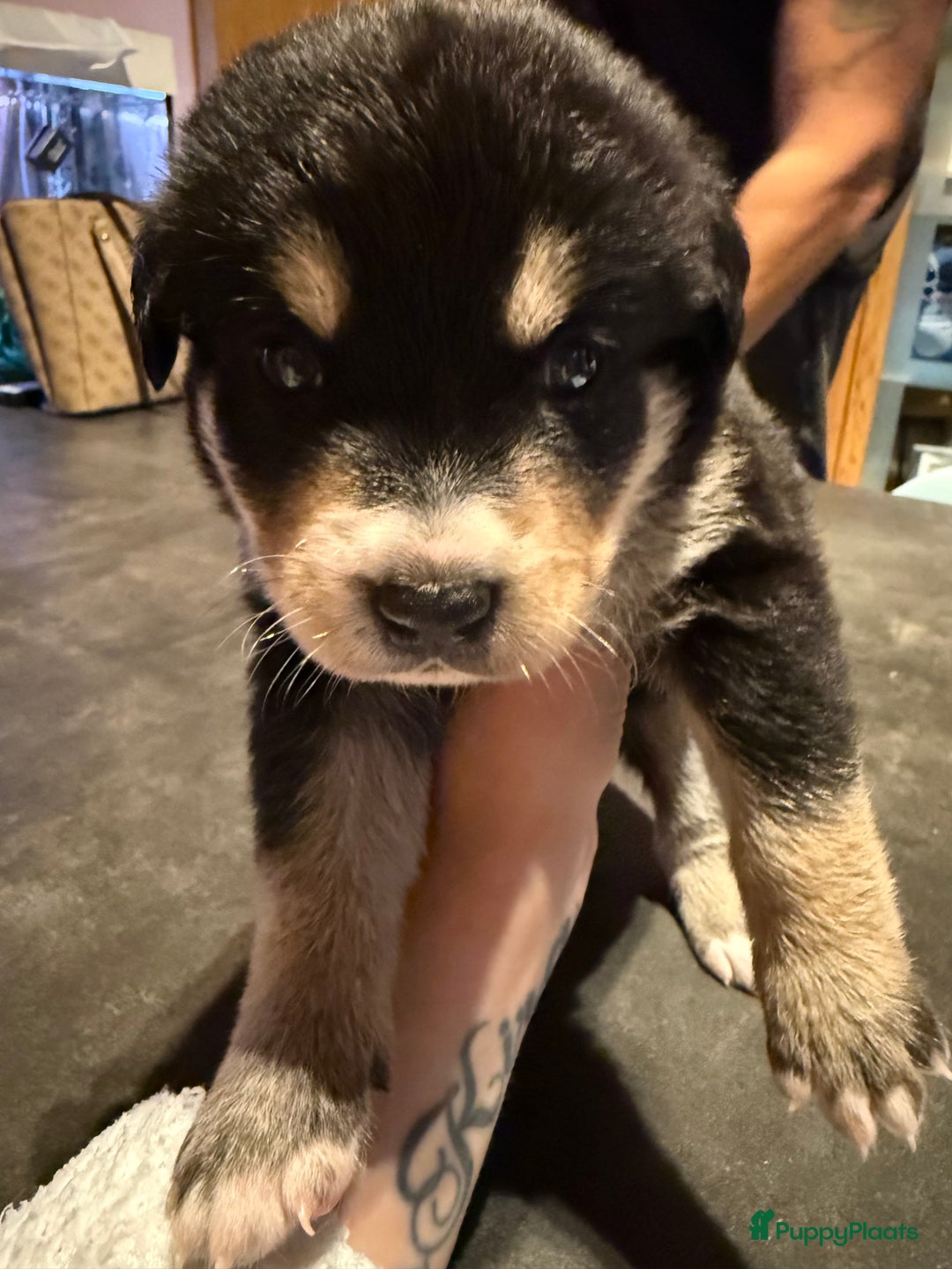 Kruising honden te koop: Super lieve bernskypuppy’s - Afbeelding 8