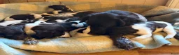 Heidewachtel honden te koop: Heidewachtel pups - Advertentie 3