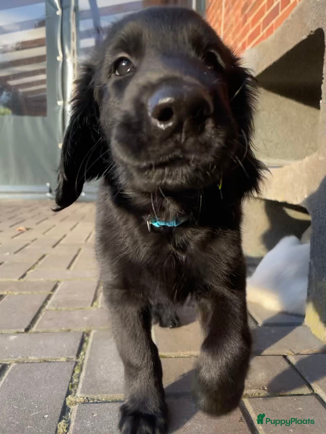 Flatcoated Retriever honden te koop: Prachtige Flatcoated Retriever pups - Advertentie 3