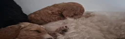 Cockapoo honden te koop: Cockapoo pupjes uit geteste ouders - Advertentie 30